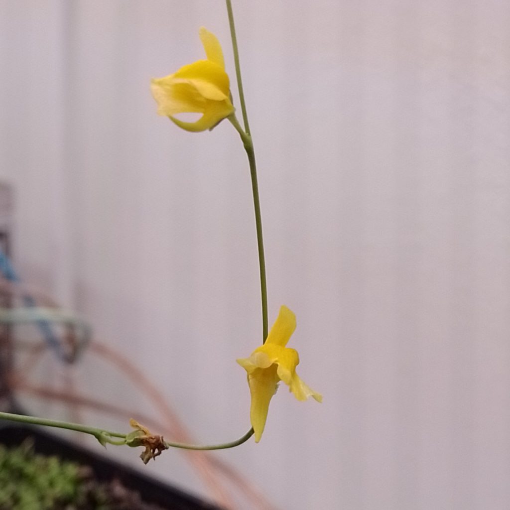 Utricularia laxa