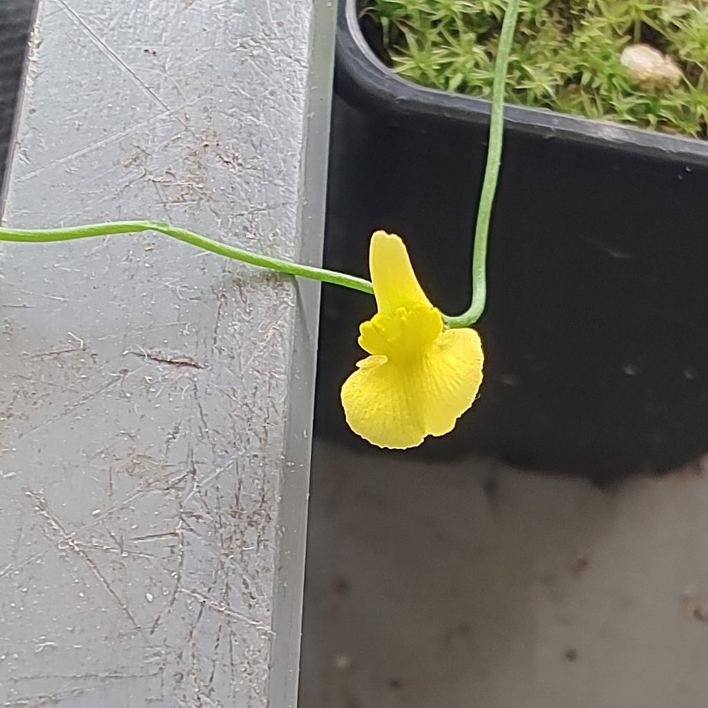 Utricularia prehensilis {Mkambati Natural Reserve, Eastern Cape, SA}