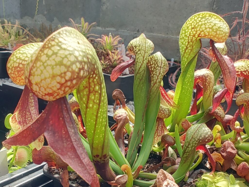 Darlingtonia californica