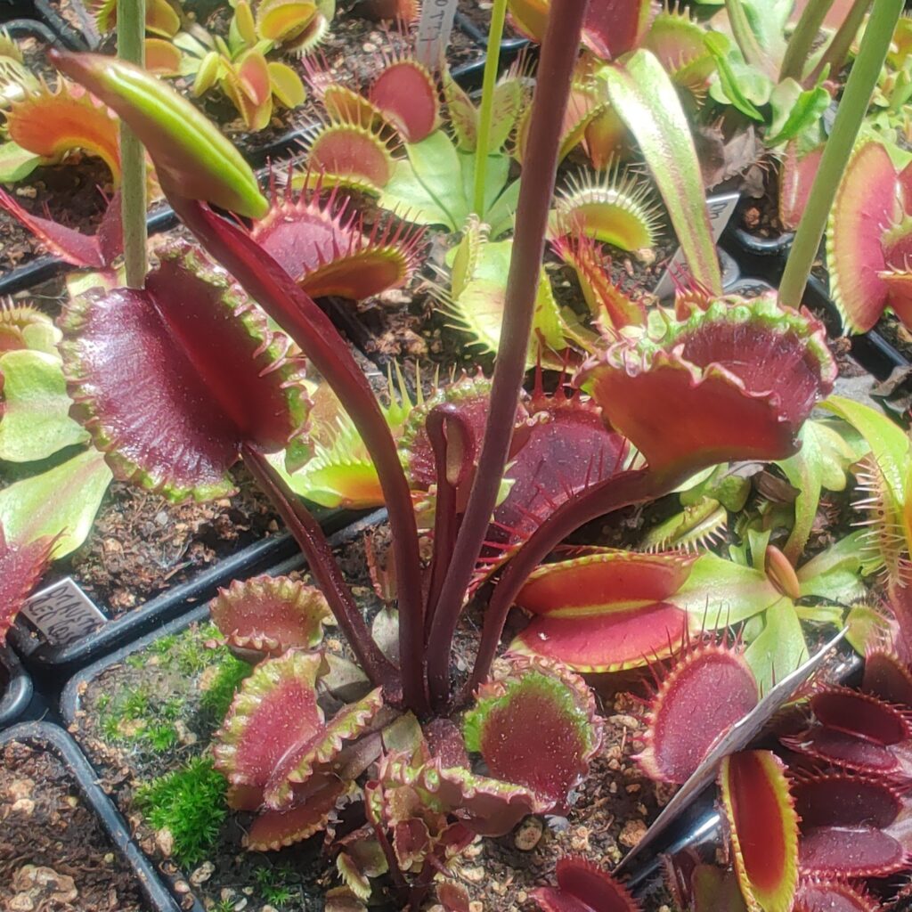 Dionaea muscipula AR Werewolf