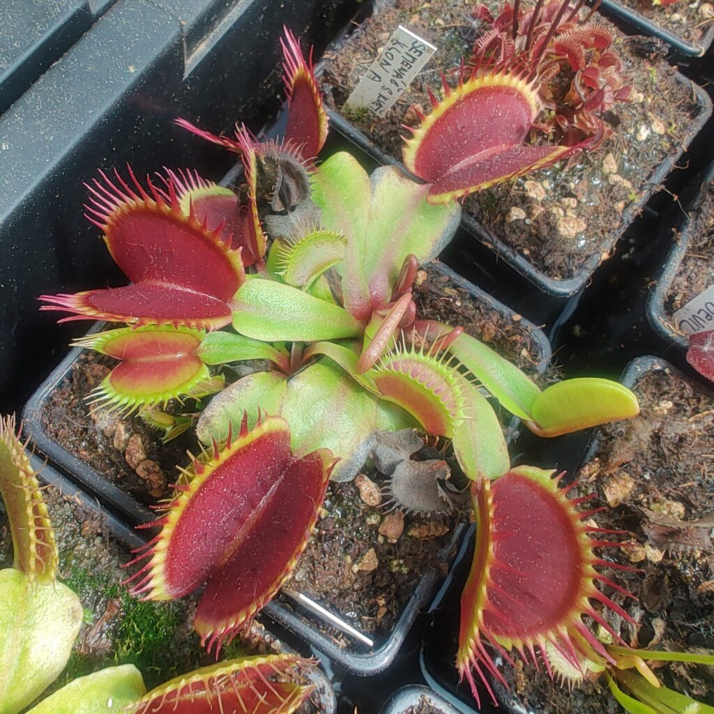 Dionaea muscipula Australien red rossete