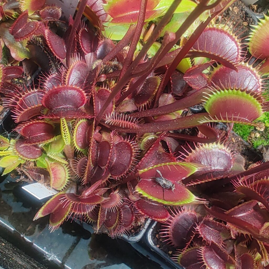 Dionaea muscipula Clayton's Volcanic Red