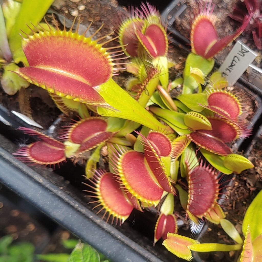 Dionaea muscipula Clone K1