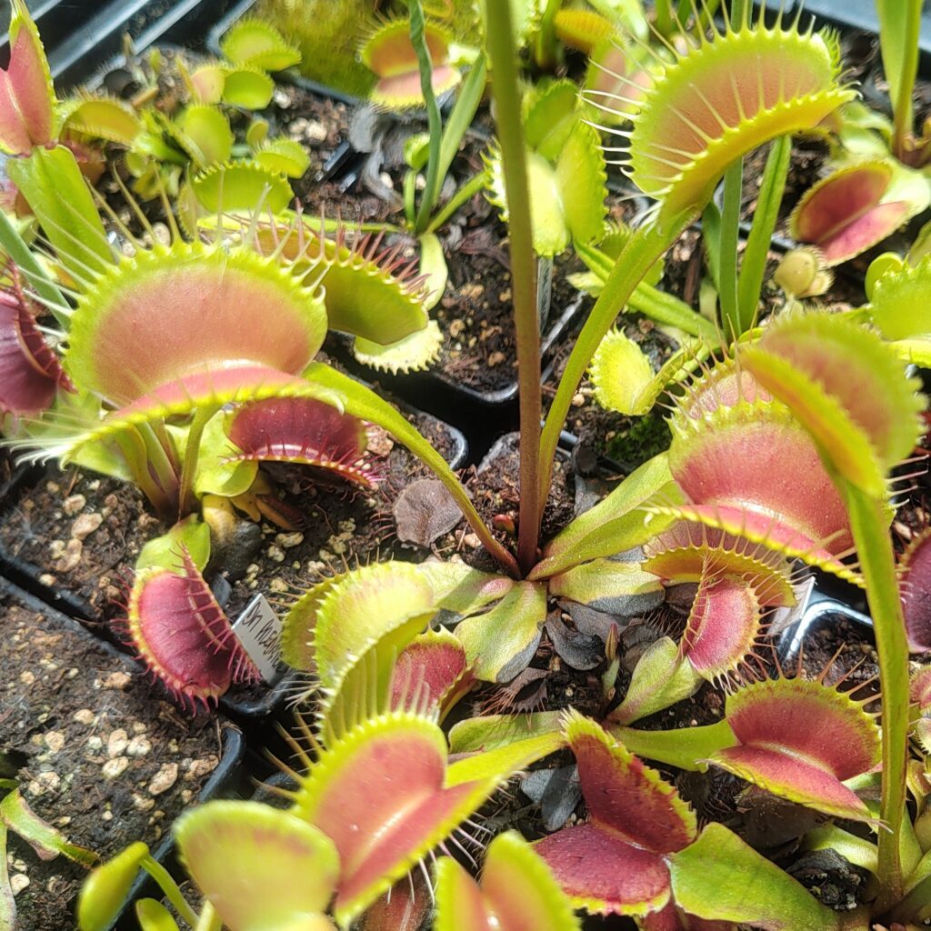 Dionaea muscipula Fabio big orange
