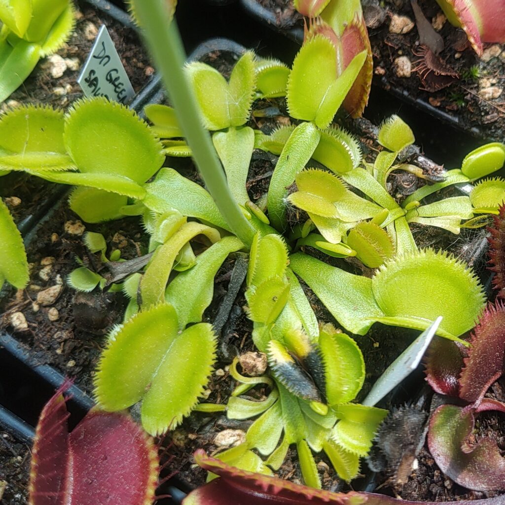 Dionaea muscipula Green sawtooth