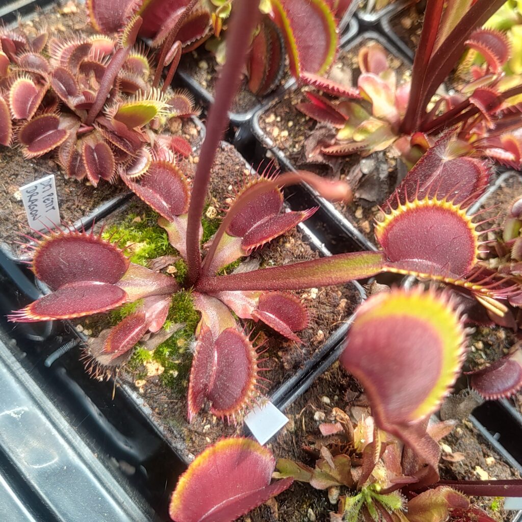 Dionaea muscipula Petit dragon