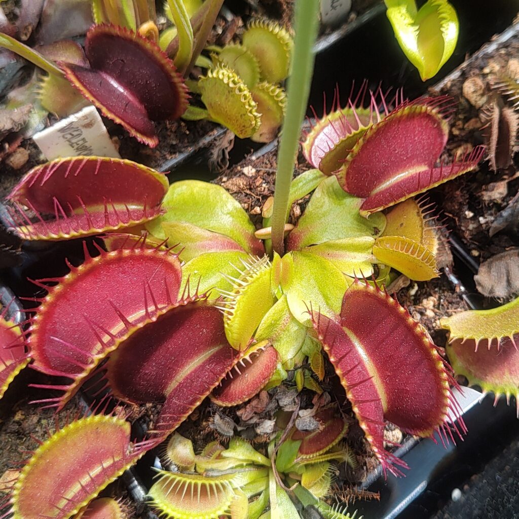 Dionaea muscipula Pro-giant