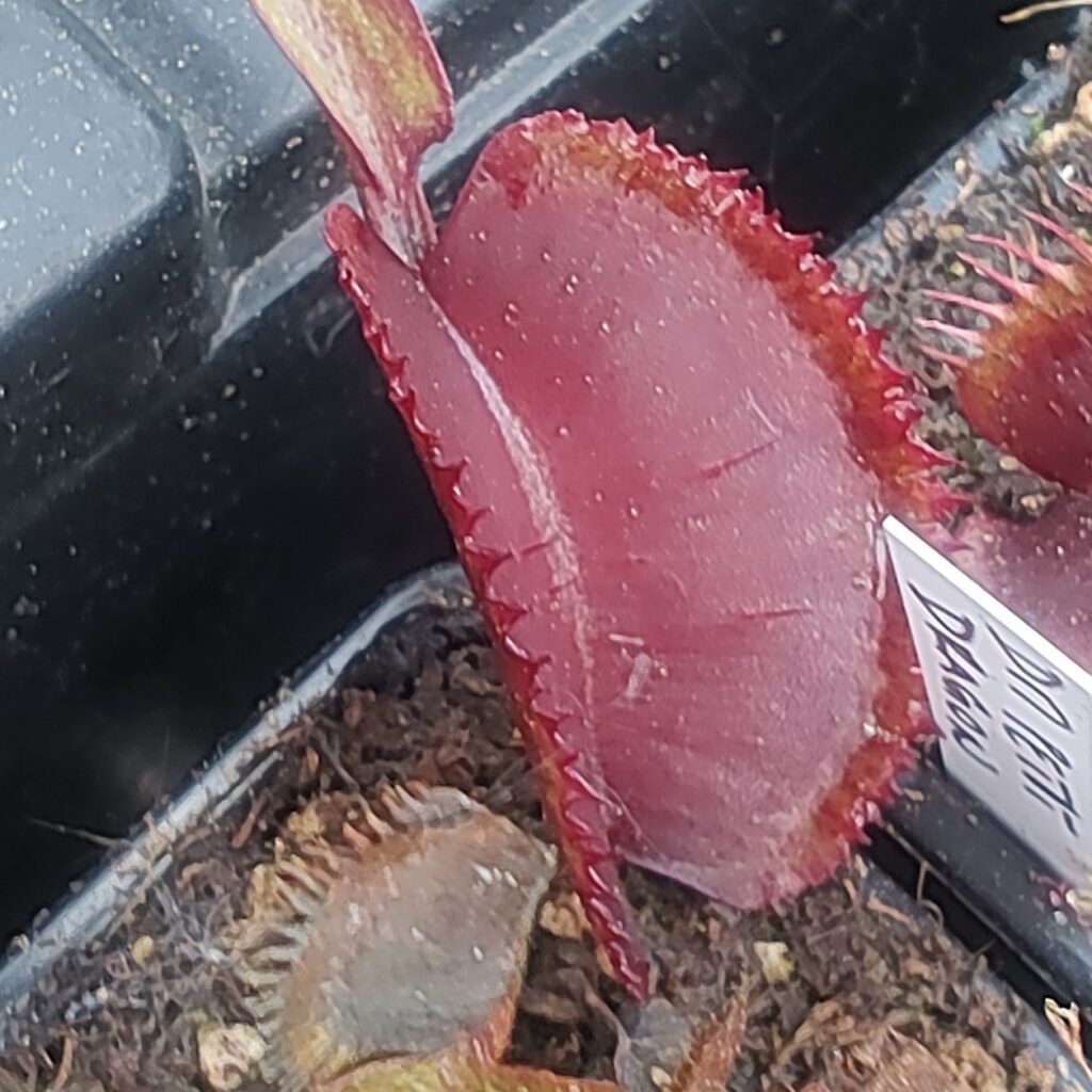 Dionaea muscipula RMT Giant