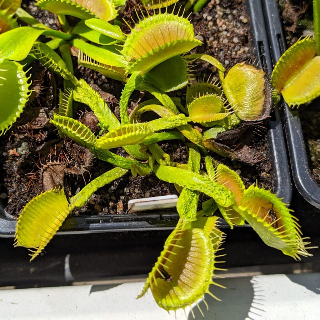 Dionaea muscipula Schuppenstiel