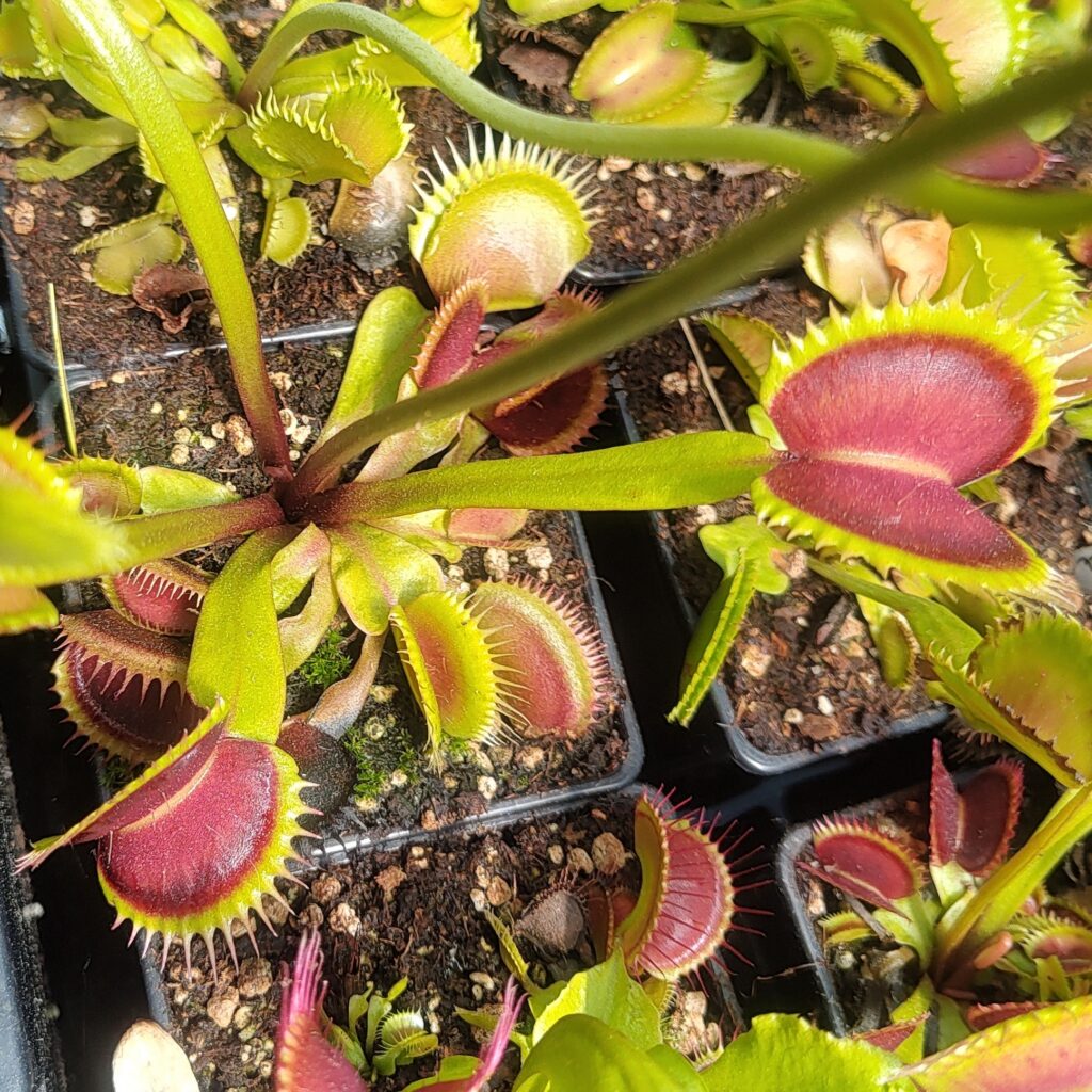 Dionaea muscipula Wine mouth